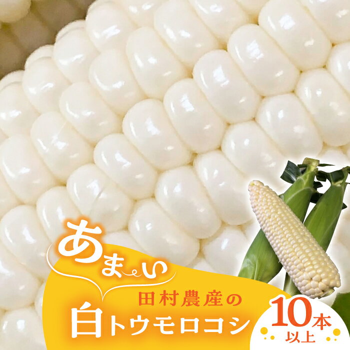 [先行予約受付 2024年6月下旬頃より順次発送]田村農産の白トウモロコシ 10〜12本入り [田村農産][豊前市]野菜 とうもろこし 