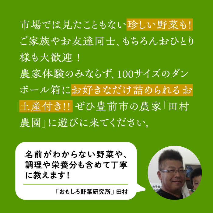 【ふるさと納税】農家のおうちで旬の野菜！！収穫体験　1名 半日 ダンボール1箱お土産付き《豊前市》【田村農産】[VBE006] 3