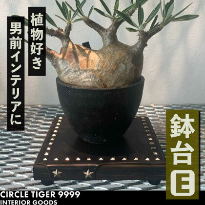 1点モノ 鉢台 E《豊前市》【CIRCLE TIGER 9999】インテリア 植物 グリーン 室内 観葉植物[VCS005]