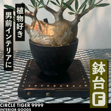 1点モノ 鉢台 F《豊前市》【CIRCLE TIGER 9999】インテリア 植物 グリーン 室内 観葉植物[VCS006]