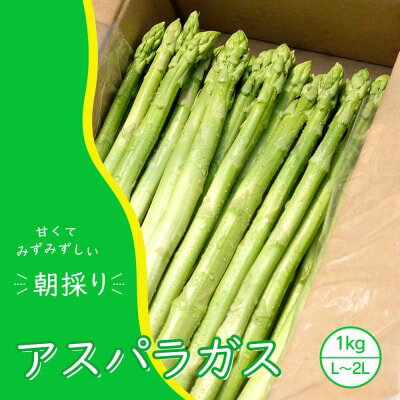 アスパラガス 小郡産 朝採りアスパラガス 1kg (L、2Lサイズ混) 野菜 永利農園　　お届け：2024年10月末まで