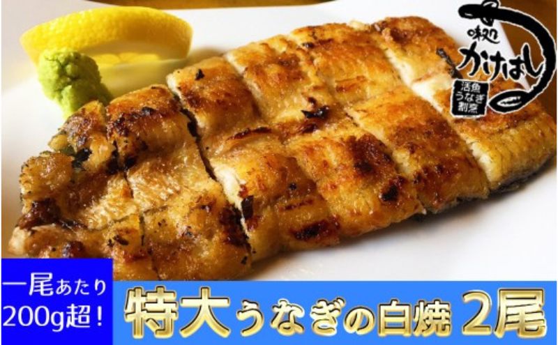 【ふるさと納税】心に染みる「かけはし」の味 特大 うなぎの白焼き 2尾　【うなぎ・鰻】