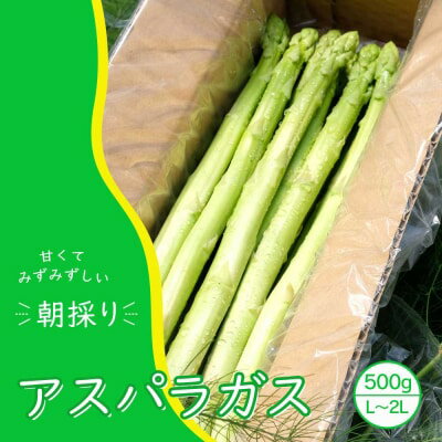 【ふるさと納税】アスパラガス 小郡産 朝採りアスパラガス 500g (L、2Lサイズ混) 野菜 永利農園　【小郡市】　お届け：2024年10月末まで