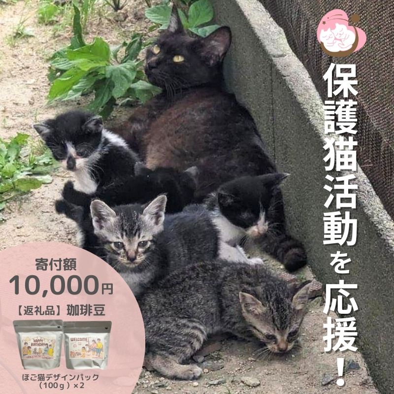 コーヒー豆 200g (100g×2袋) セット 詰め合わせ 保護猫活動を応援! さくらねこサポートOGORI コーヒー 珈琲 珈琲豆 ドリップコーヒー コーヒードリップ ドリップ 飲料 福岡 福岡県 小郡市