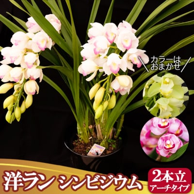 洋ラン シンビジウム (2本立て) アーチタイプ 草場農園 蘭 花 お花 ※配送不可：北海道 お届け：2025年11月下旬～2026年1月下旬