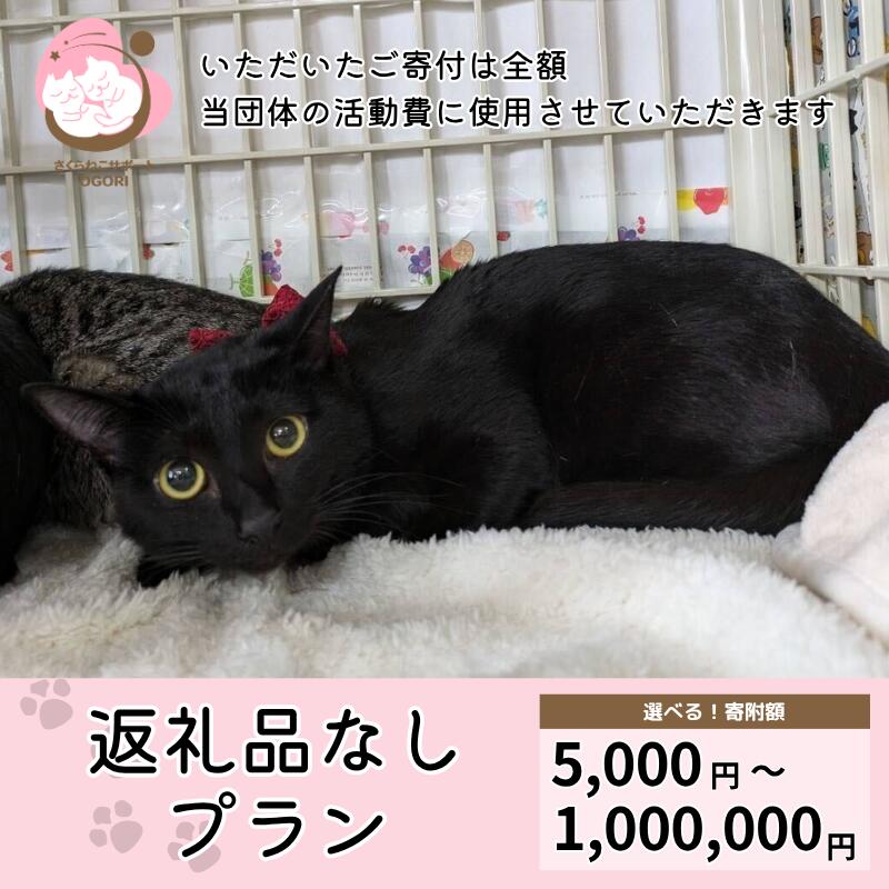【ふるさと納税】選べる金額 保護猫活動を応援！返礼品無し (お礼状送付) 保護猫