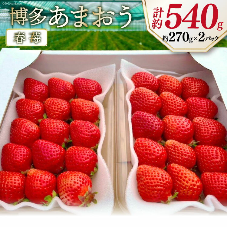 先行受付 博多あまおう 約270g×2 / エイチアンドフューチャーズ / 福岡県 筑紫野市 [21760413] 果物 フルーツ いちご イチゴ 苺 朝採り 新鮮