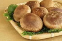 【ふるさと納税】【一週間以内に発送】生しいたけ 肉厚シイタケ 無農薬 菌床栽培 200gX4(袋)【ハタモト農産】_HA1006 送料無料 福岡県 宗像市 新鮮...
