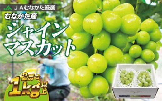 JAむなかた厳選[むなかた産シャインマスカット]2房(1kg以上)[JAほたるの里]_HA0914 送料無料