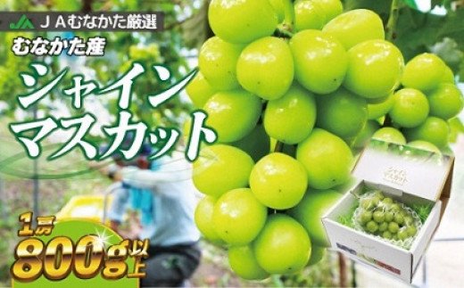 JAむなかた厳選 宗像産シャインマスカット 1房(800g以上)[JAほたるの里]_HA0913 送料無料 フルーツ ぶどう