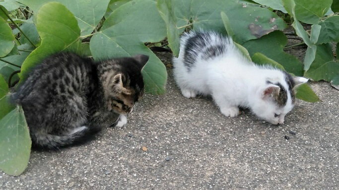 【ふるさと納税】【返礼品なし】「てくてくさくらねこ」　地域猫活動支援【てくてくさくらねこの会】_HA1118