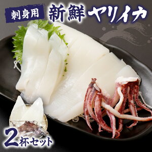 【ふるさと納税】【レビューCP対象】刺身用 新鮮ヤリイカ2尾セット(宗像鐘崎産)【マルケイ水産】_HA0416 送料無料福岡県 宗像市 新鮮 お刺身 イカ刺し ゲソ イカ料理 酒の肴 アレンジ