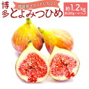 【ふるさと納税】<予約>福岡県ブランドいちじく「博多とよみつひめ」 合計1.2kg 約300g×4パック【2025年8月下旬〜10月下旬発送予定】 いちじく イ...