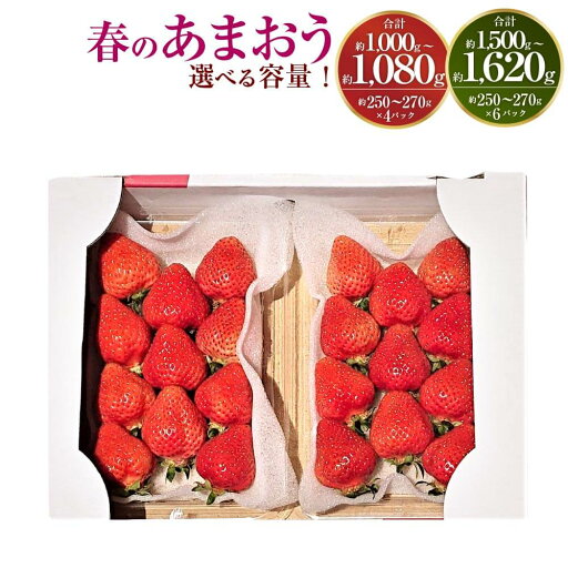 【ふるさと納税】<予約>【選べる 容量】春のあまおう 合計約1000~1080g/1500~1620g 1パック約250~270g 4パック/6パック 2L・2A・G規格以上 【2026年3月上旬~4月下旬発送予定】 あまおう いちご 旬 果物 フルーツ 福岡県産 冷蔵配送 送料無料 【ふるさと納税】<予約>【選べる 容量】春のあまおう 合計約1000~1080g/1500~1620g 1パック約250~270g 4パック/6パック 2L・2A・G規格以上 【2026年3月上旬~4月下旬発送予定】 あまおう いちご 旬 果物 フルーツ 福岡県産 冷蔵配送 送料無料
