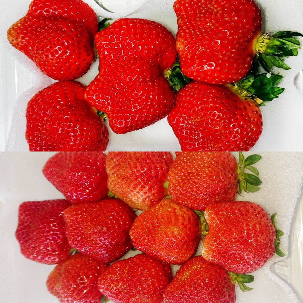 【ふるさと納税】【3ヶ月定期便】あまおう 1回あたり2パック 1パック約250～270g 1ヶ月毎 3回 計6パック（2パック×3回） いちご イチゴ 苺 くだもの 果物 果実 フルーツ 冷蔵 福岡県産 国産 九州 福岡県 太宰府市 送料無料 【2026年2月上旬～4月上旬発送予定】