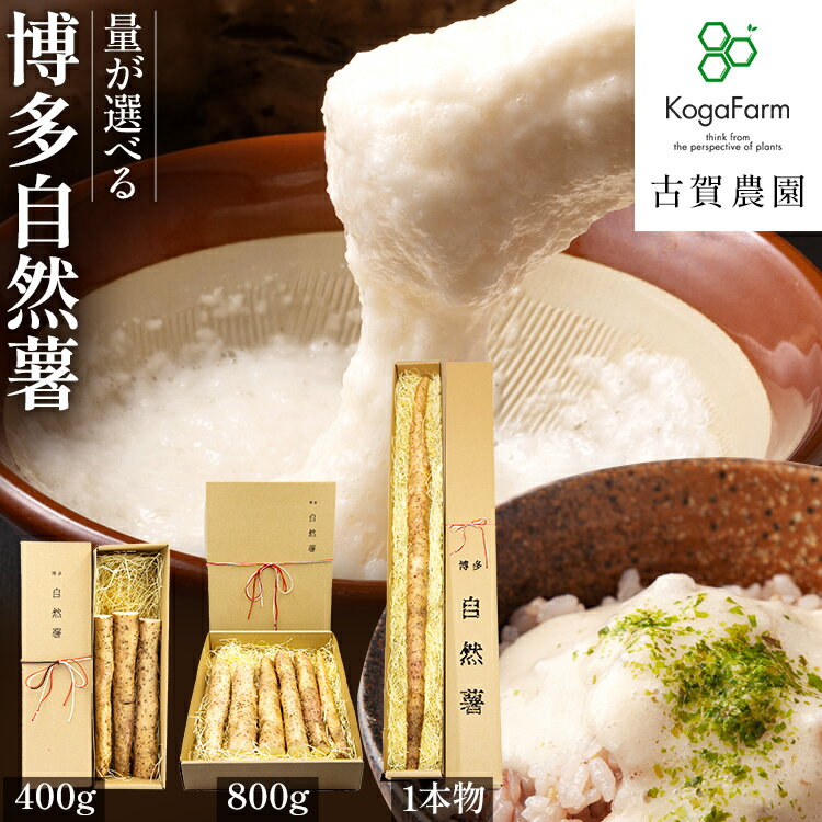 選べる 博多自然薯 400g 800g 健康 健康的 栄養 自然薯 山芋 とろろ 粘り 強い粘り ネバネバ ご飯のお供 とろろご飯 とろろそば とろろ蕎麦 磯辺揚げ つみれ鍋 贈り物 常温 2025年12月上旬〜2026年2月上旬順次発送