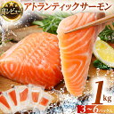 【ふるさと納税】サーモン 1kg 刺身 小分け お刺身用 鮭