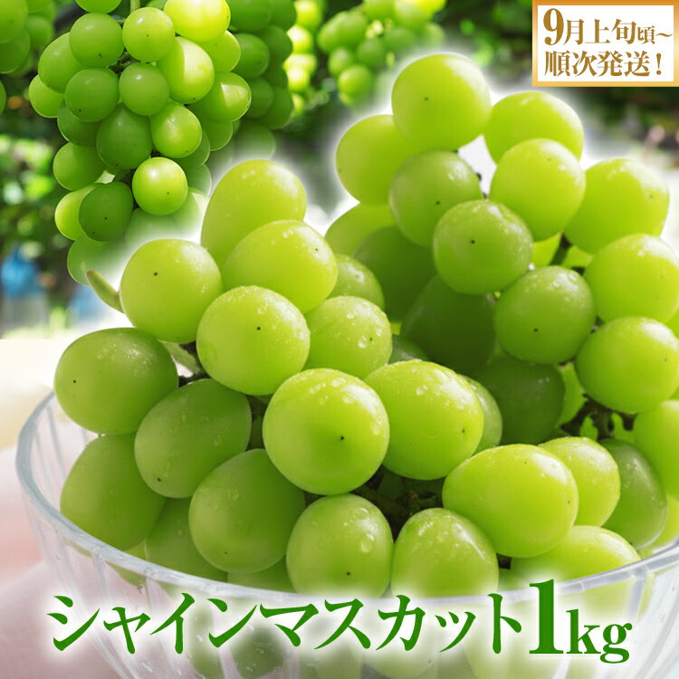 期間限定 シャインマスカット マスカット フルーツ ぶどう 葡萄 ブドウ 果物 くだもの 甘い 濃厚 ジューシー 産地直送 デザート おやつ 福岡県 福岡 九州 グルメ お取り寄せ [9月上旬頃から順次発送]