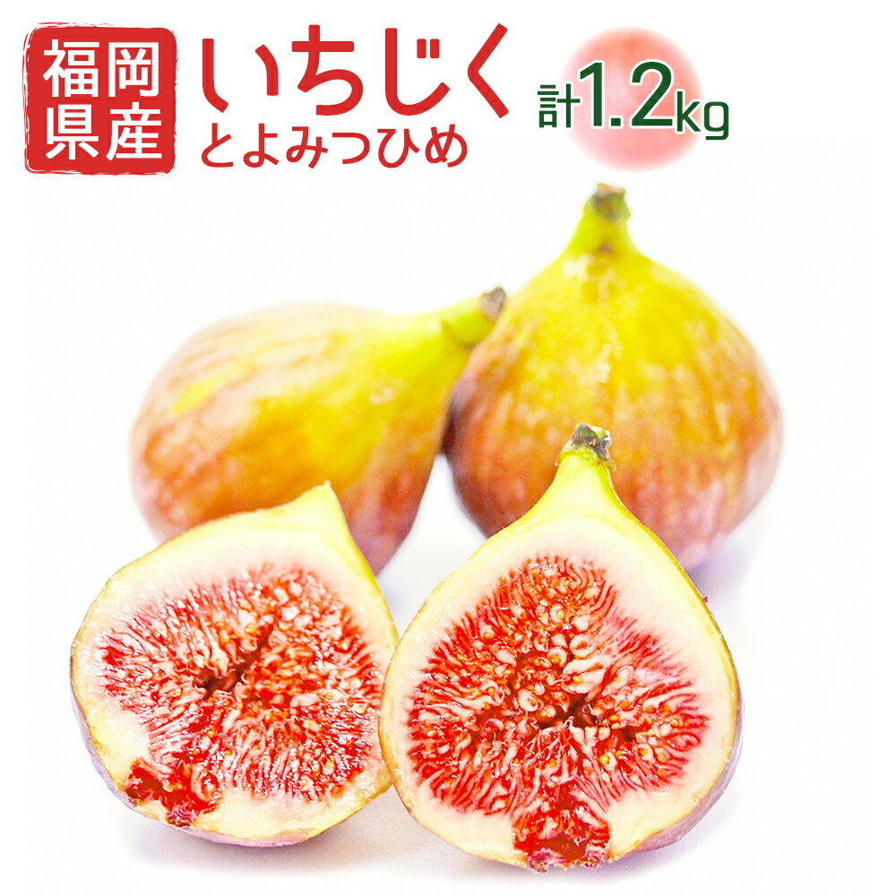 福岡県産 とよみつひめ 約300g×4パック 計約1.2kg イチジク いちじく 無花果 フルーツ くだもの 果物 冷蔵 福岡県産 送料無料 【2024年8月より順次発送】 [F2223]