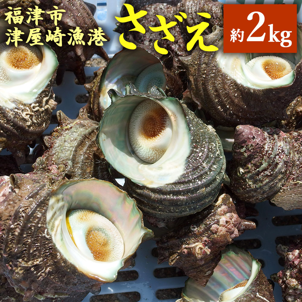 【ふるさと納税】天然 活さざえ 約2kg 福津市津屋崎漁港 殻付き さざえ サザエ 貝 海鮮 魚介類 シーフード 国産 壺焼き 刺身 送料無料 【2024年7月中旬～8月発送予定】 [F0038]