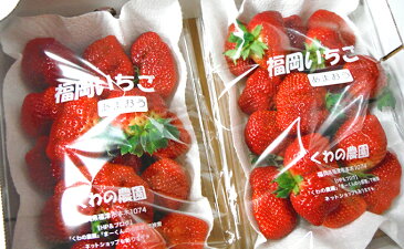 【ふるさと納税】くわの農園 あまおうバラエティーパック 500g×2パック ★くわの農園 【果物類/いちご】 お届け:2018年12月初旬〜2019年3月下旬