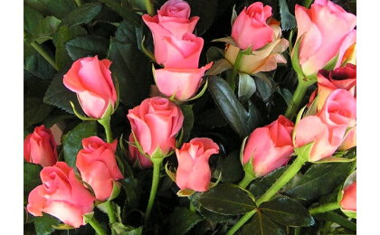 2019年春出荷!バラ生花25本入 【就労支援センター「緑の里」】 【花・お誕生日・記念日・薔薇・はな】 お届け:2019年3月初旬〜2019年5月下旬