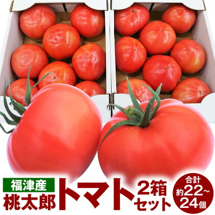 福津産 桃太郎 トマト 2箱セット あんずの里 1箱11～12個入 合計約22～24個 箱詰め とまと 野菜 生野菜 冷蔵 春 旬 福岡県産 九州 送料無料【2023年11月より順次発送予定】 [F0043]