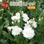 【ふるさと納税】新鮮 お花 福津産 ストック 12月〜翌3月発送 あんずの里 15〜20本 花 花束 九州産 国産 旬送料無料 生花 プレゼント ラッピング お祝い フラワーギフト 記念日 ギフト アラセイトウ