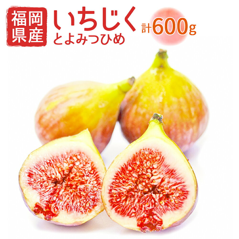 【ふるさと納税】福岡県産 とよみつひめ 約300g×2パック 合計約600g イチジク いちじく 無花果 フルーツ くだもの 果物 冷蔵 福岡県産 送料無料 【2024年8月より順次発送】［F2298］