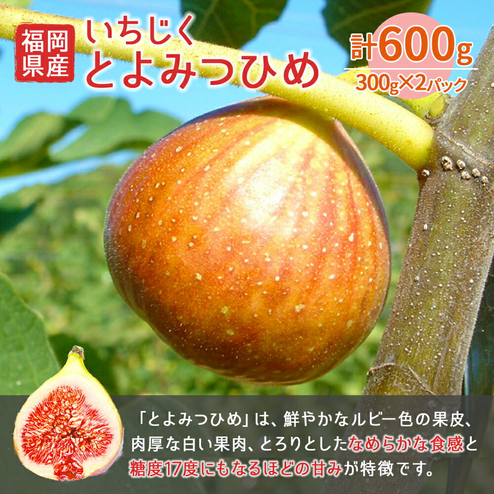 【ふるさと納税】福岡県産 とよみつひめ 300g×2パック 合計約600g イチジク いちじく 無花果 フルーツ くだもの 果物 冷蔵 福岡県産 送料無料 【2024年8月より順次発送】［E2298a］