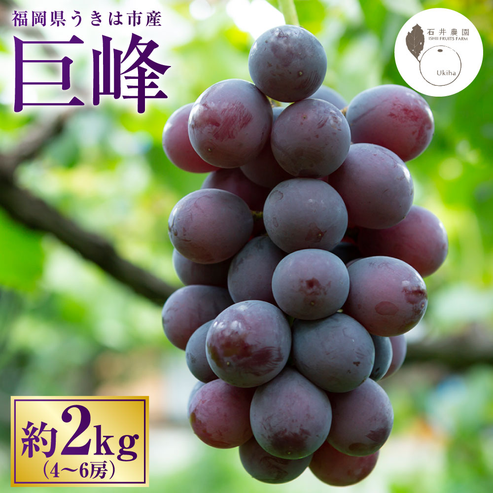 ڤդ뤵Ǽǡۡͽа  4˼6˼ (2kg) 2025ǯ8ܤ9 вͽ  ֤ɤ ֥ɥ ƺ...