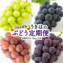 【ふるさと納税】【12回定期便】うきはのぶどう定期便 毎週(約1.5～2kg)×12回