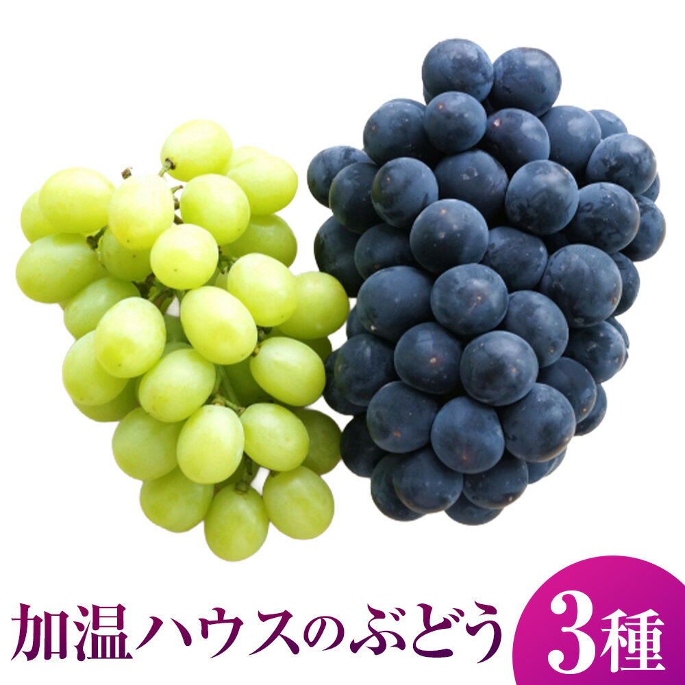 [先行予約]有機配合肥料使用 種なし 加温ハウスぶどう 3種セット [2026年7月下旬〜8月上旬より順次発送予定][春光園] ぶどう ブドウ 葡萄 果物 フルーツ 詰め合わせ 冷蔵 送料無料 福岡県 うきは市