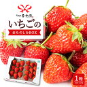 【ふるさと納税】 春光園 いちごのおたのしみBOX 1箱 【2025年12月から2026年4月下旬発送予定】いちご イチゴ 旬 フルーツ 果物 果実 送料無料 福岡県 うきは市