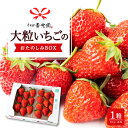 【ふるさと納税】 春光園 大粒いちご おたのしみBOX 1箱 【2025年12月から2026年4月下旬発送予定】いちご イチゴ 旬 フルーツ 果物 果実 送料無料 福岡県 うきは市