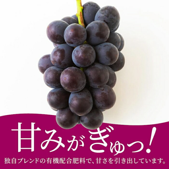【ふるさと納税】【先行予約】種あり ハウスぶどう （2～3房） 梨 （2～3玉） セット 【2026年8月下旬より順次発送予定】【春光園】 有機配合肥料使用 ぶどう ブドウ 葡萄 巨峰 梨 なし 果物 フルーツ 詰め合わせ 冷蔵 送料無料 福岡県 うきは市