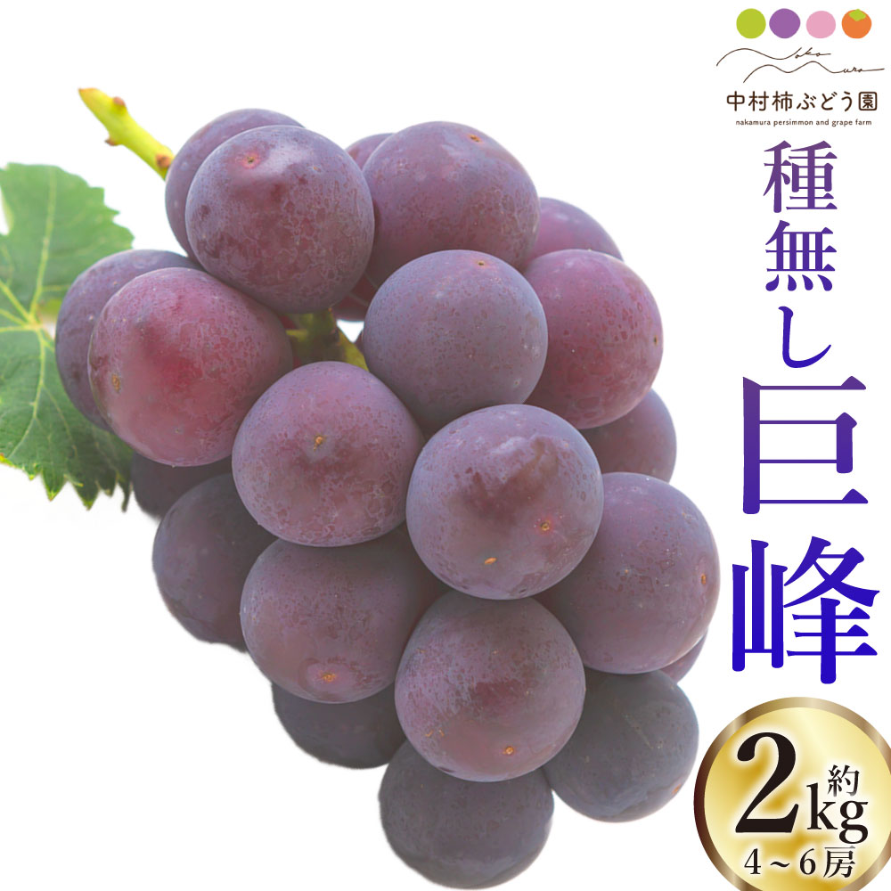 [先行予約]中村柿ぶどう園 種なし巨峰 4房から6房 (約2kg) [2026年8月上旬〜9月上旬より順次発送予定] 種なし 朝採り ぶどう 葡萄 フルーツ 果実 果物 冷蔵 送料無料 福岡県 うきは市