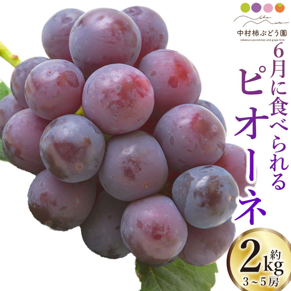 【ふるさと納税】中村柿ぶどう園 6月に食べられるぶどうピオーネ 3房から5房 （約2kg） 【2026年6月上..