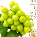 【ふるさと納税】【先行予約】中村柿ぶどう園 シャインマスカット 2房から4房 (約1.5kg) 2025年8月中旬から9月中旬 出荷予定 マスカット 種なし 朝採り ぶどう 葡萄 フルーツ 果実 果物 冷蔵 送料無料 福岡県 うきは市