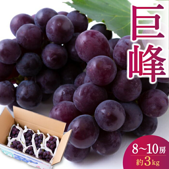 ڤդ뤵Ǽǡۡͽե  8˼10˼ (3kg) 2025ǯ8ܤ9 вͽ ֤ɤ ֥ɥ ƺ...