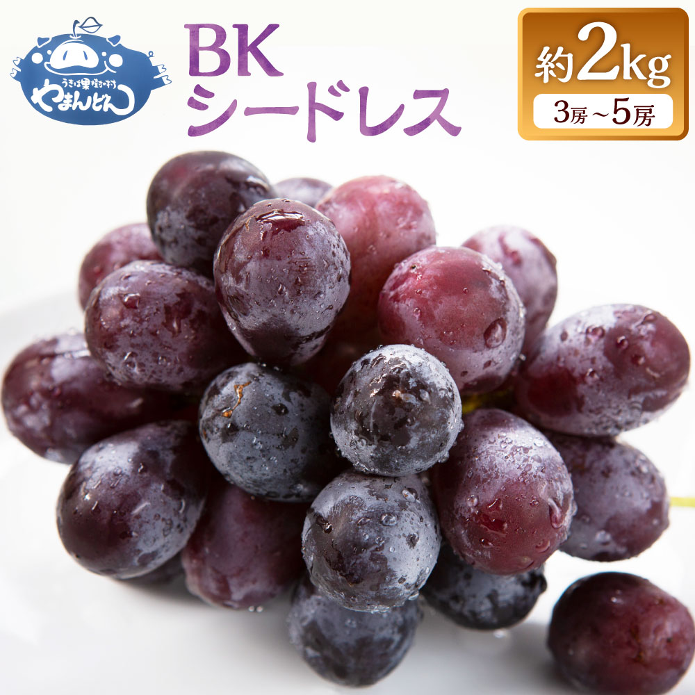 [先行予約]やまんどん BKシードレス 3房から5房 (約2kg) [2026年8月下旬〜9月上旬より順次発送予定] ぶどう ブドウ 葡萄 フルーツ 果物 果実 冷蔵 送料無料 福岡県 うきは市