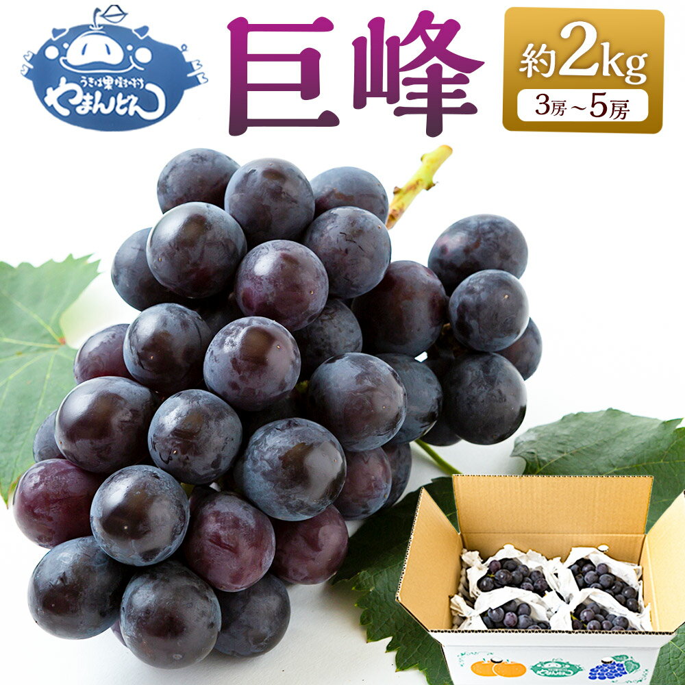 [先行予約]やまんどん 巨峰 3房から5房 (約2kg) [2026年8月下旬〜9月上旬より順次発送予定] ぶどう ブドウ 葡萄 フルーツ 果物 果実 冷蔵 送料無料 福岡県 うきは市