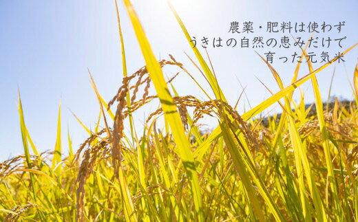アイテムID:291118の画像1枚目