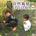 【ふるさと納税】〈選べる容量〉自然栽培 ひのひかり 玄米5kg・10kg【2025年10月下旬より発送予定】 ぶんぶんファーム 玄米 米 お米 ご飯 送料無料 福岡県 うきは市