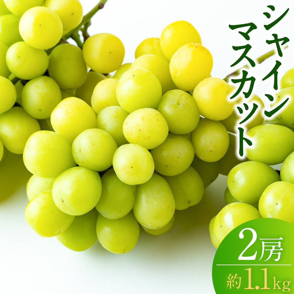 [先行予約]龍頭農園 シャインマスカット 2房 (約1.1kg) [2026年9月上旬〜9月下旬より順次発送予定] マスカット ぶどう ブドウ 葡萄 果物 フルーツ 冷蔵 送料無料 福岡県 うきは市