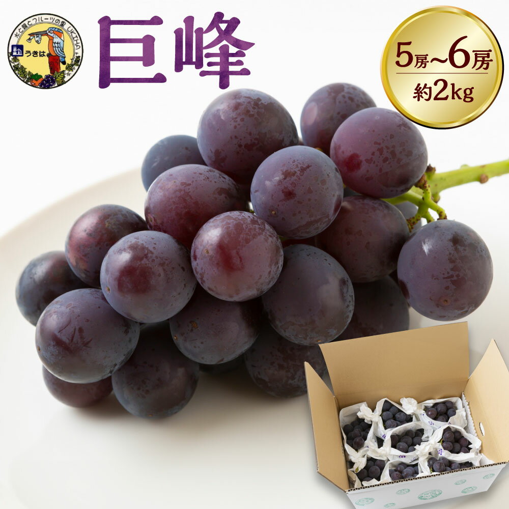 【ふるさと納税】【先行予約】龍頭農園 巨峰 5～6房 （約2kg） 【2026年8月上旬～8月下旬より順次発送..