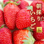 【ふるさと納税】 よかもんいちごの朝採りあまおういちご 2kg 2024年1月2日～2024年4月下旬お届け