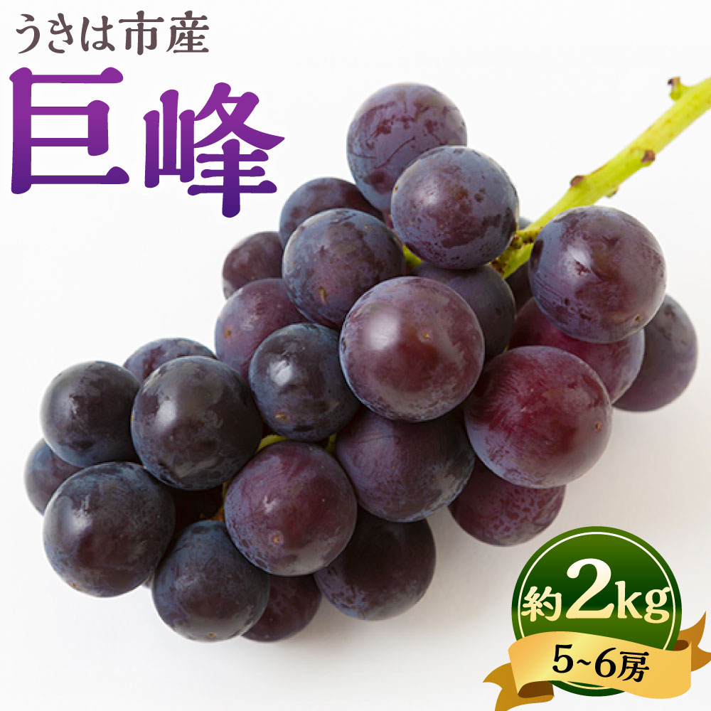 [先行予約]山口農園 巨峰 5〜6房(約2kg) ぶどう ブドウ 葡萄 フルーツ くだもの 果物 果実 冷蔵 福岡県産 国産 九州 福岡県 うきは市 送料無料 [2026年8月下旬から9月下旬発送予定]