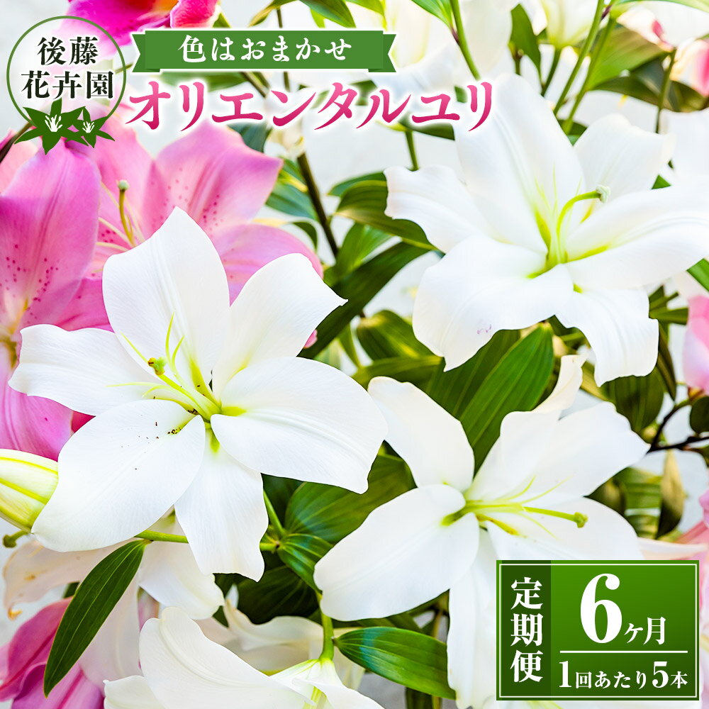 【ふるさと納税】〈選べる配送月〉後藤花卉園 オリエンタルユリ 5本 【2025年12月から2026年5月お届け】 ゆり ユリ 百合 花 お花 ギフト 贈り物 プレゼント 鑑賞用 記念日 冷蔵 送料無料 福岡県 うきは市