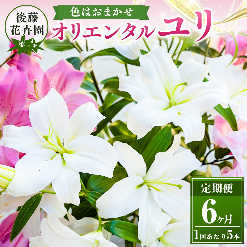【ふるさと納税】〈選べる配送月〉後藤花卉園 オリエンタルユリ 5本 【2025年12月から2026年5月お届け】 ゆり ユリ 百合 花 お花 ギフト 贈り物 プレゼント 鑑賞用 記念日 冷蔵 送料無料 福岡県 うきは市